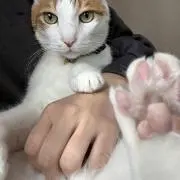 とらお