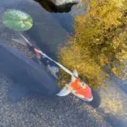 おれの画像