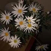 チョビの画像