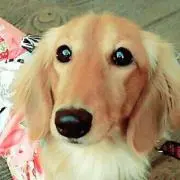 ✨ココ✨の画像