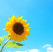 Riii
