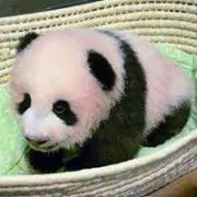 やぶちゃんの画像