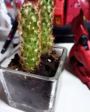 かっぱの画像
