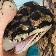 おっ(  ᷇࿀ ᷆ )の画像