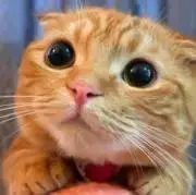 にゃにゃんこの画像