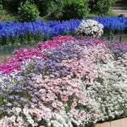 はむはむの画像