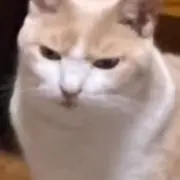 マンタの画像