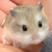 ssssの画像