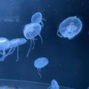 チョコリンベの画像