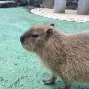 maruちゃんの画像