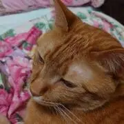 nyanの画像