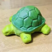 アガティスの画像