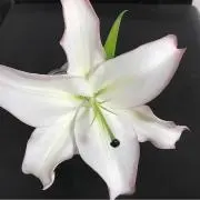 さちたの