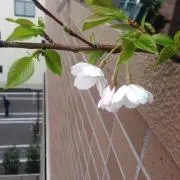 はるん