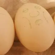 ゆでたまご