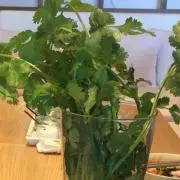 Corianderの画像