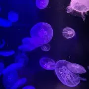 ♡の画像