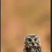 ミチの画像