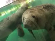 まなてぃーの画像