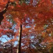 クイン