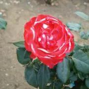 aki-soraの画像