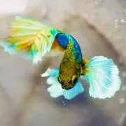 ベーやんの画像