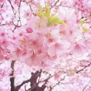 pinchocoの画像