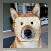 犬パンの画像