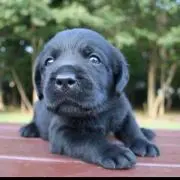 ひよこ