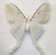 mの画像