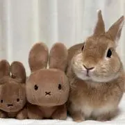 うさの画像