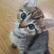 ハテナの画像