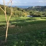 ブーの画像