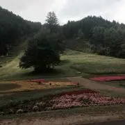 hanaの画像