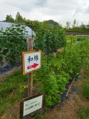 かつおさんの画像