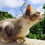 ゴリ