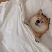 ねこきちの画像