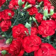 キズなし！美品！すぐ発送！メガサーナイトex MUR - メルカリ