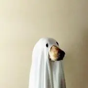 ねね