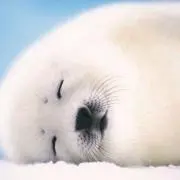 ☆こまちゃん☆の画像