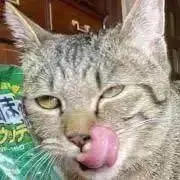 りあん蔵の画像