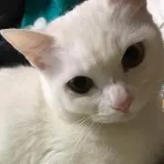 桃猫