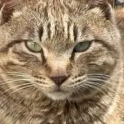 ちょろの画像