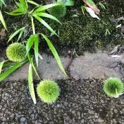 MOMOの画像