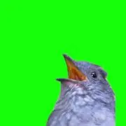 mootuの画像