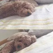 ★の画像