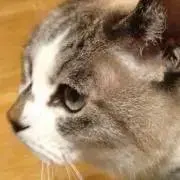 うらんの画像
