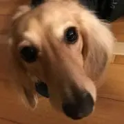 クッキーの画像