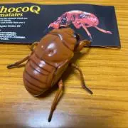 ベリーの画像