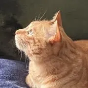 ぱおんの画像